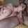 camgirl amateur brunette