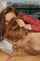 blowjob redhead lapin malin