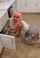 miniskirt pink hair latina