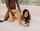 doggystyle interracial blacked