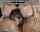 gangbang femdom asses