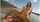 brunette big tits reverse cowgirl