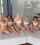 lesbian orgy lingerie