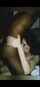 bbc interracial blowjob