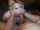 blonde blond blowjob