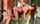 pornstar model adult