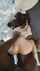 black bbc doggy