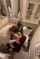 toilet blowjob redhead