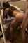 doggy fucked hard fuck