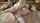 euro bald pussy shaved pussy
