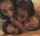 harem 4 girls blowjob