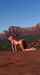horse mask sexy lesbian