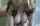 amateur big breasts doggy