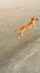 beach boobs dog