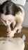 model sexy blowjob