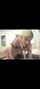 blonde pigtail bbc