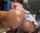 ebony cowgirl ass