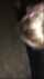 whitegirl two blacks threesome