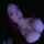 camgirl modelo onlyfans