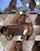 jav whitegirl foreigngirl