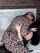 lesbian lesbians kissing
