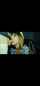 blowjob brunette deepthroat