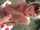pov blonde facefuck