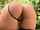 big ass huge ass white girl