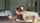 blowjob sucking bbc interracial