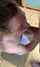 brunette amateur shy