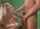 cum on tits cumshot sperm