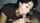 asian blowjob pov