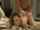 doggy style rough pussy