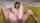 beauty asian anal