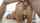 anal doggy blonde