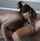 brunette blowjob hard