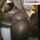 ebony doggystyle bbc