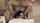 kira noir position goat