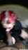 bbc blowjob redhair