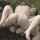 mating press outdoors dogging