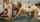 pornstar model adult