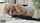 pornstar model adult