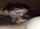 blowjob threesome amateur