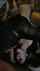 blowjob amateur threesome