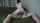 pawg petite white