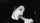 blowjob blackandwhite kneeling