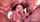blowbang gangbang brunette