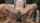 hairy anal solo
