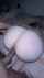 amateur bbc interracial
