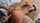 gina valentina chris strokes latina